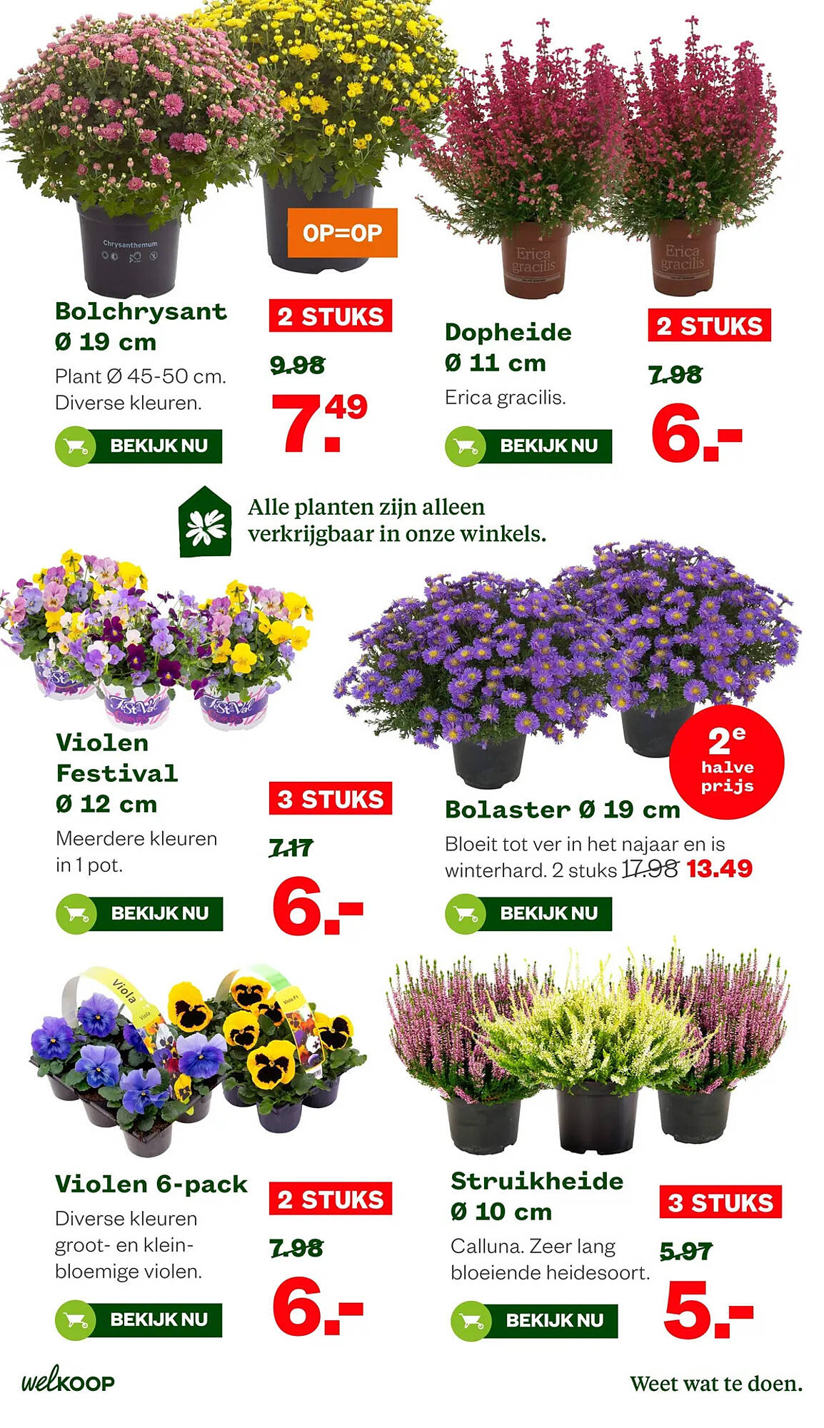 Welkoop folder - Pagina 32
