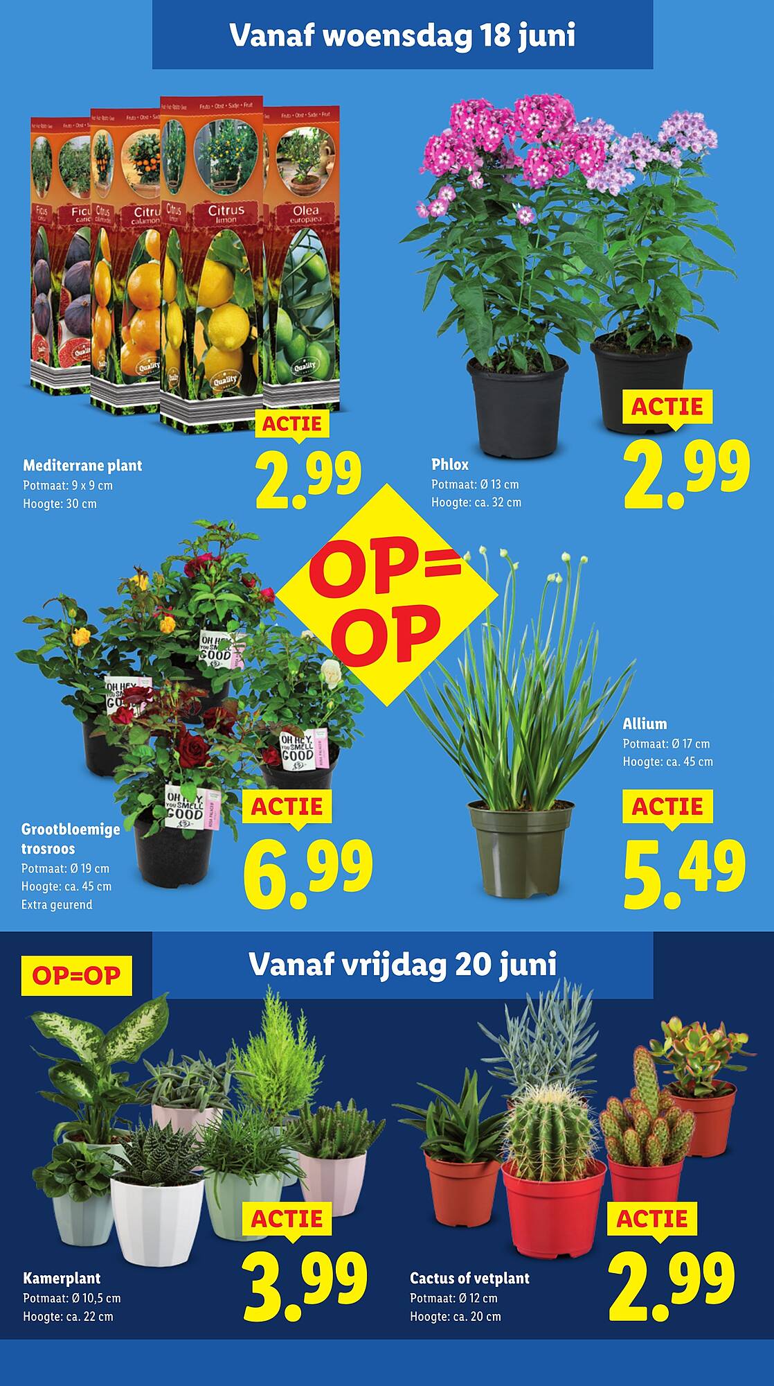 Lidl folder
