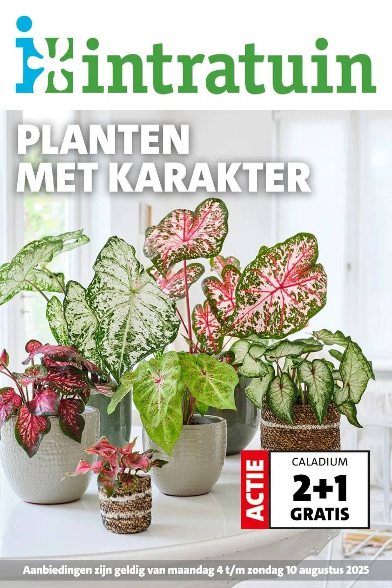Intratuin folder - Pagina 1