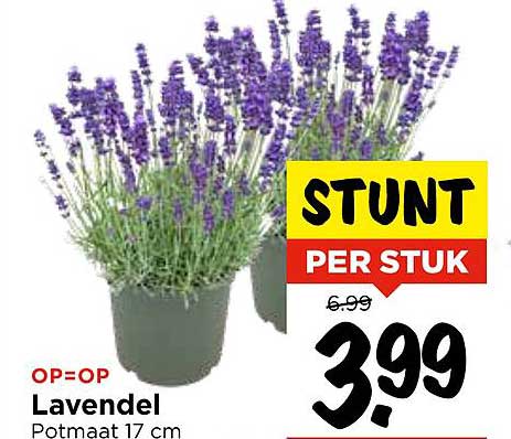 Lavendel Potmaat 17 cm