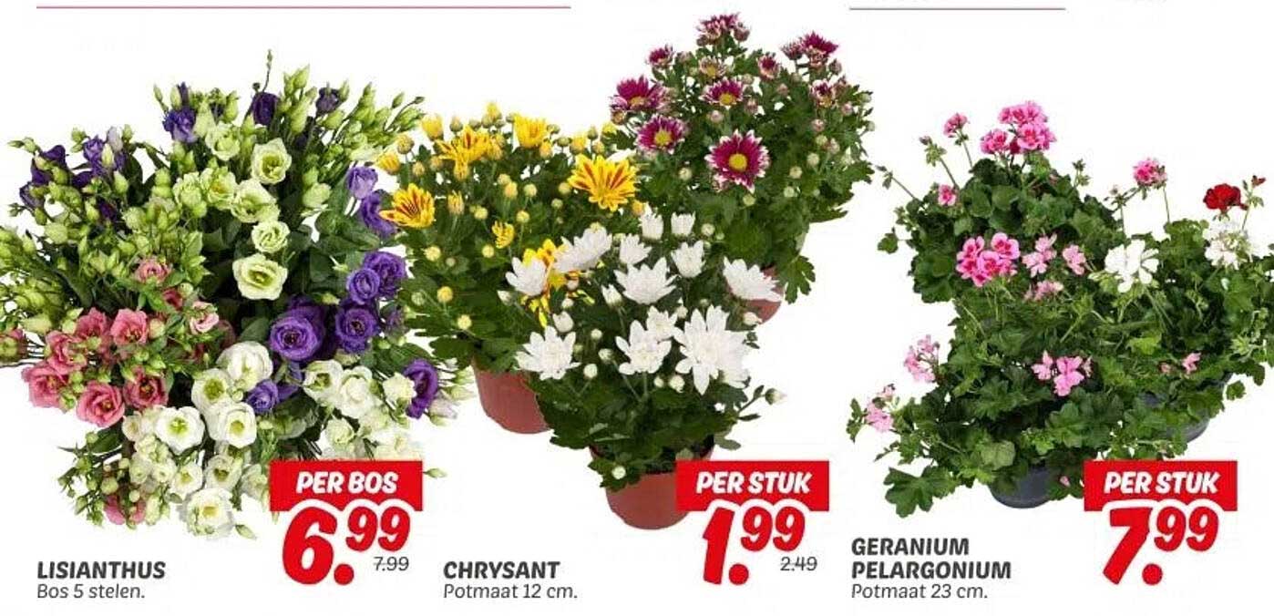 LISIANTHUS Bos 5 stelen voor 6.99