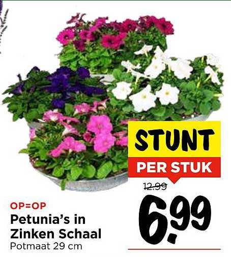 Petunia’s in Zinken Schaal