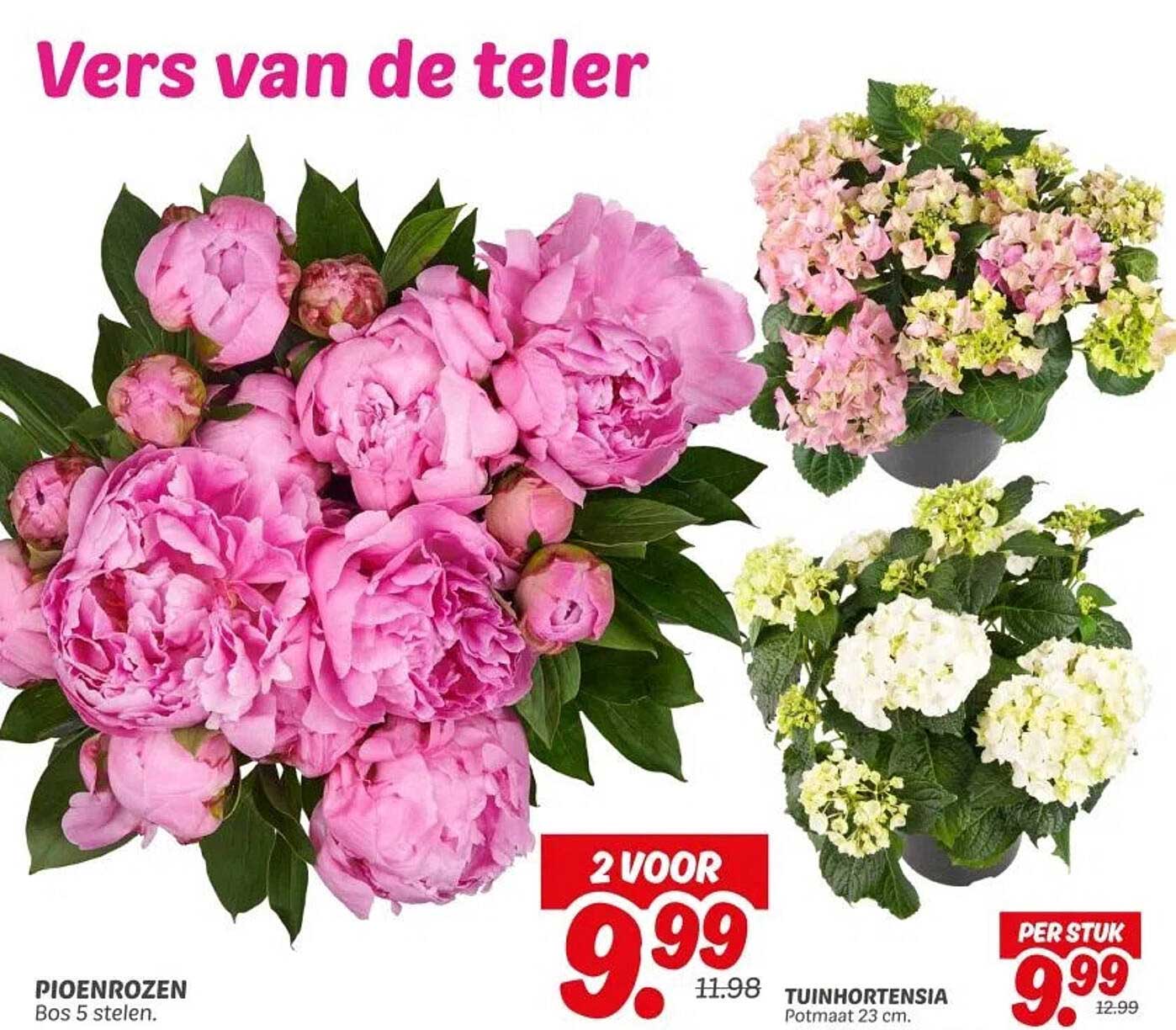 Pioenrozen Bos 5 stelen.