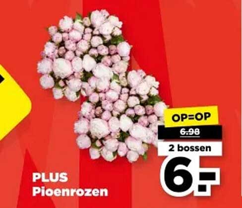 PLUS Pioenrozen