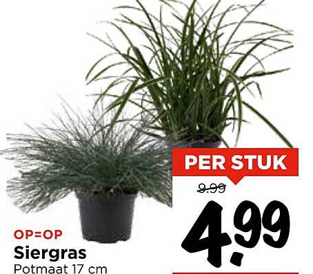Sierrgras Potmaat 17 cm