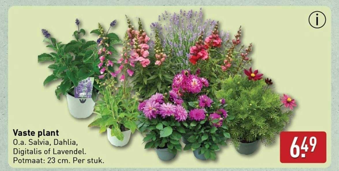 Vaste plant