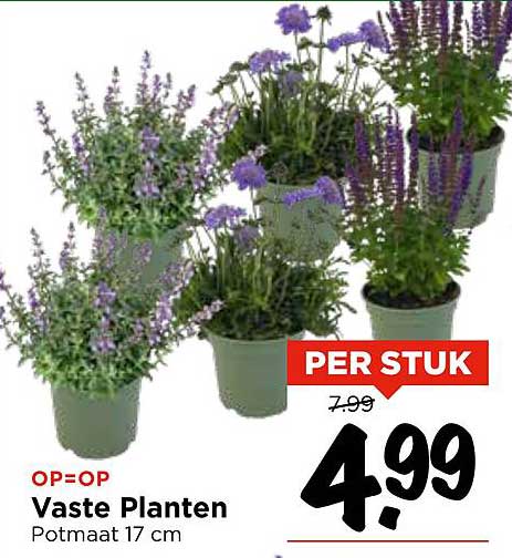 Vaste Planten