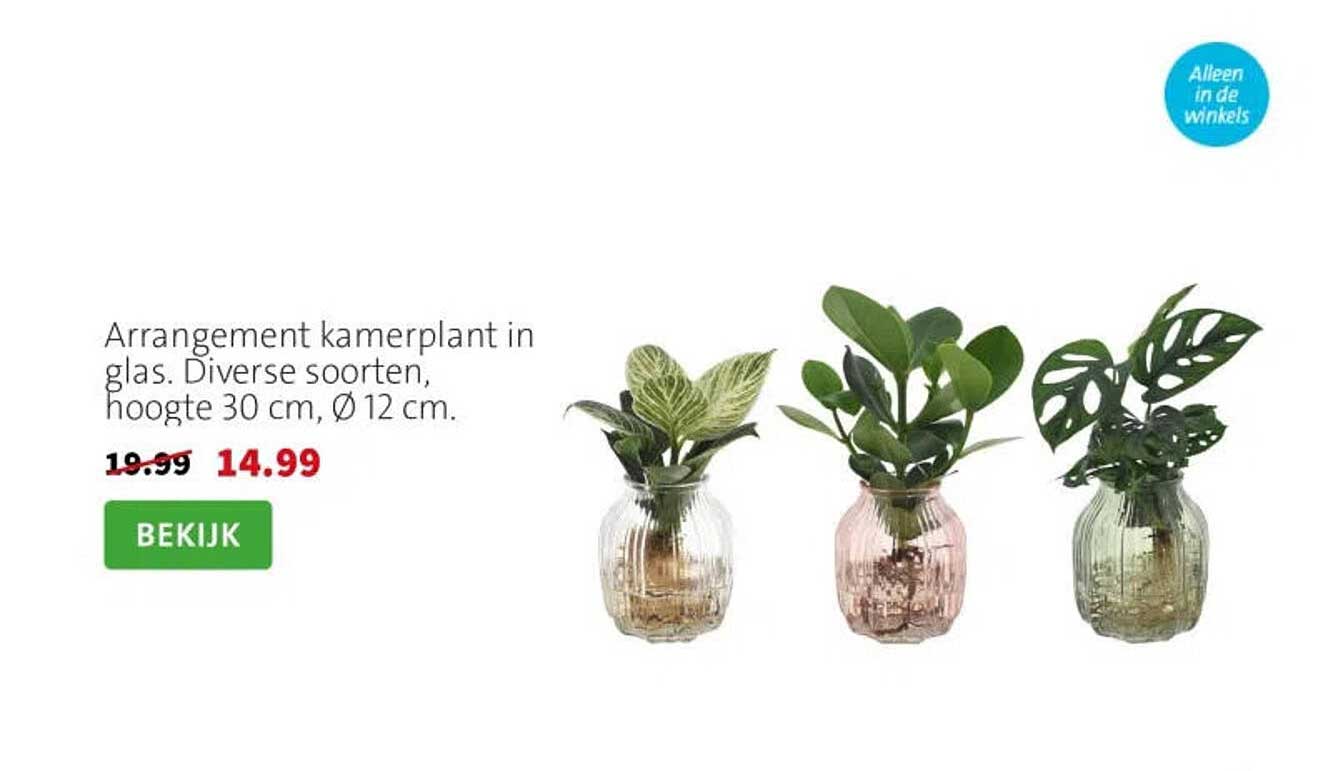 Arrangement kamerplant in glas. Diverse soorten, hoogte 30 cm, Ø 12 cm.
