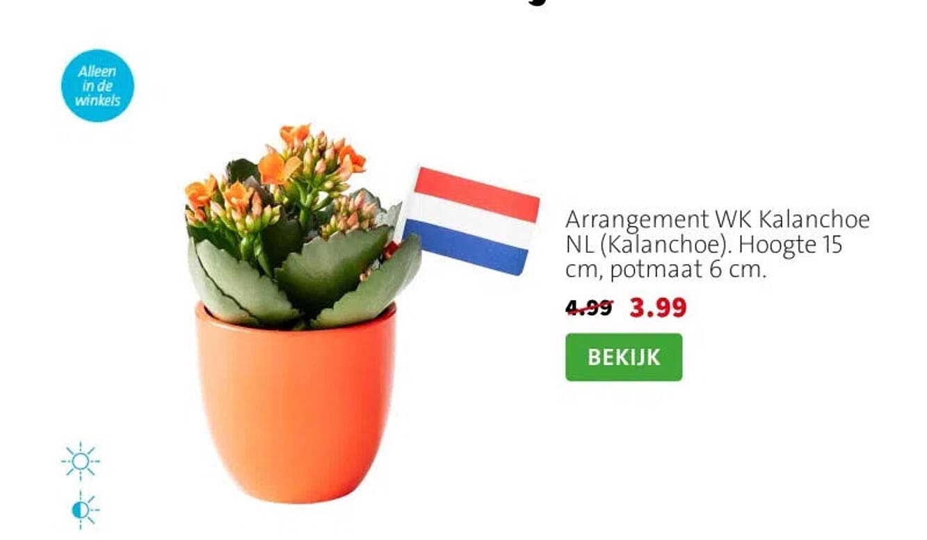 Arrangement WK Kalanchoe NL (Kalanchoe). Hoogte 15 cm, potmaat 6 cm.