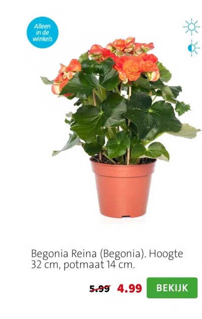 Begonia Reina (Begonia). Hoogte 32 cm, potmaat 14 cm.