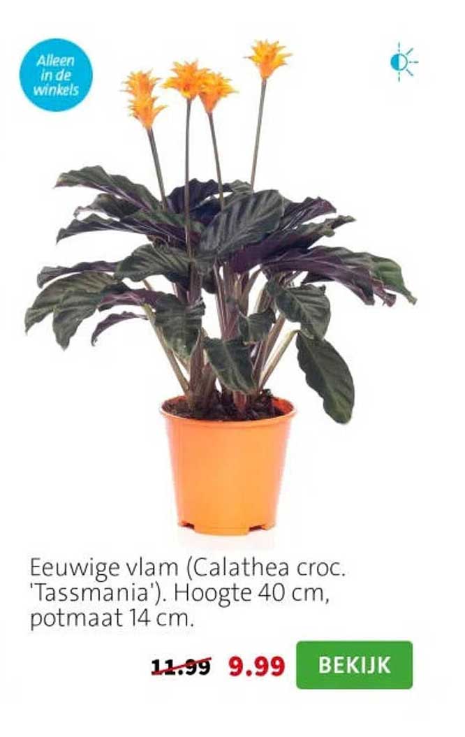 Eeuwige vlam (Calathea croc. 'Tassmania'). Hoogte 40 cm, potmaat 14 cm.