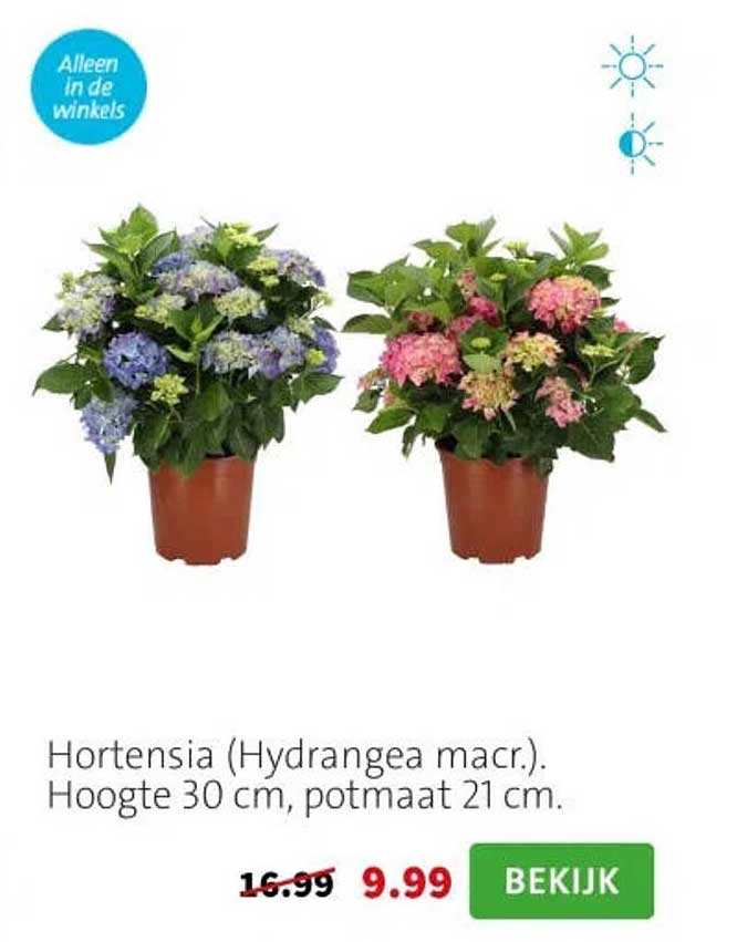 Hortensia (Hydrangea macr.). Hoogte 30 cm, potmaat 21 cm.
