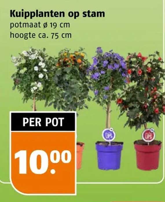 Kuipplanten op stam