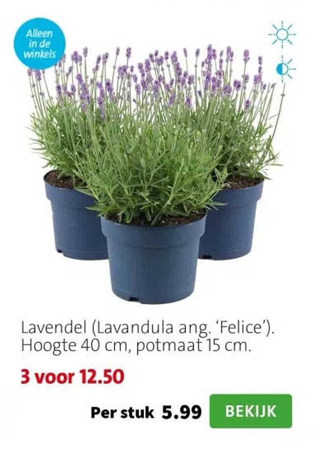 Lavendel (Lavandula ang. ‘Felice’). Hoogte 40 cm, potmaat 15 cm.