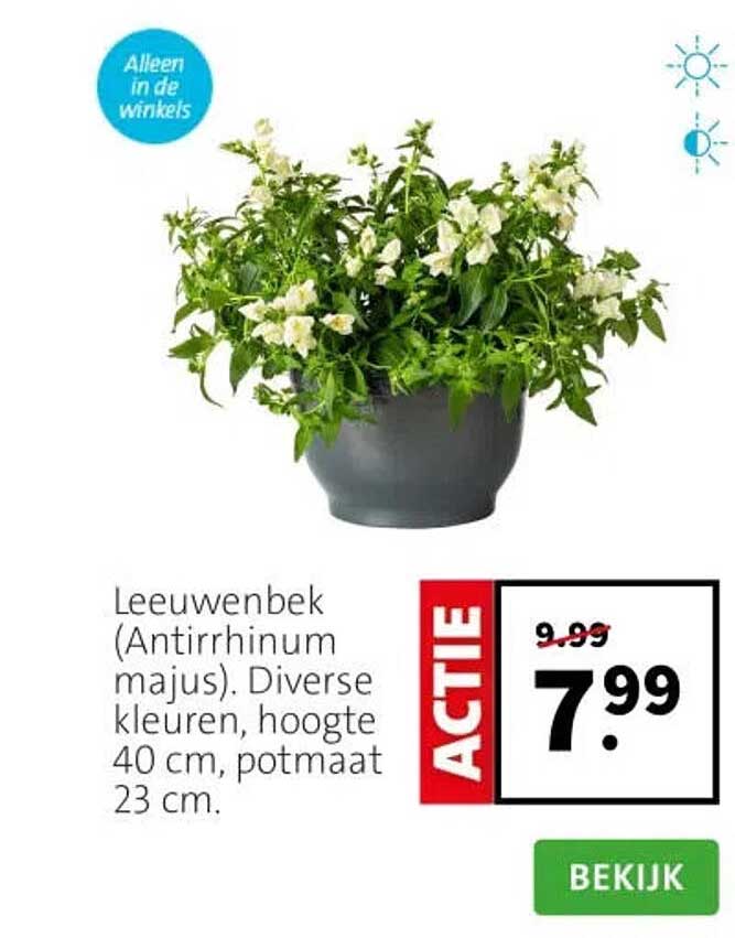 Leeuwenbek (Antirrhinum majus). Diverse kleuren, hoogte 40 cm, potmaat 23 cm.