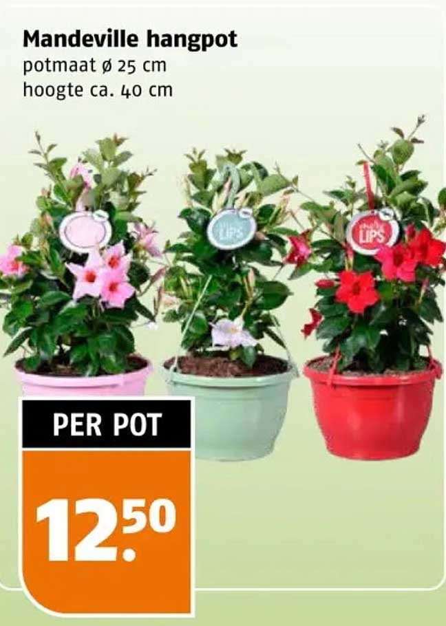 Mandeville hangpot