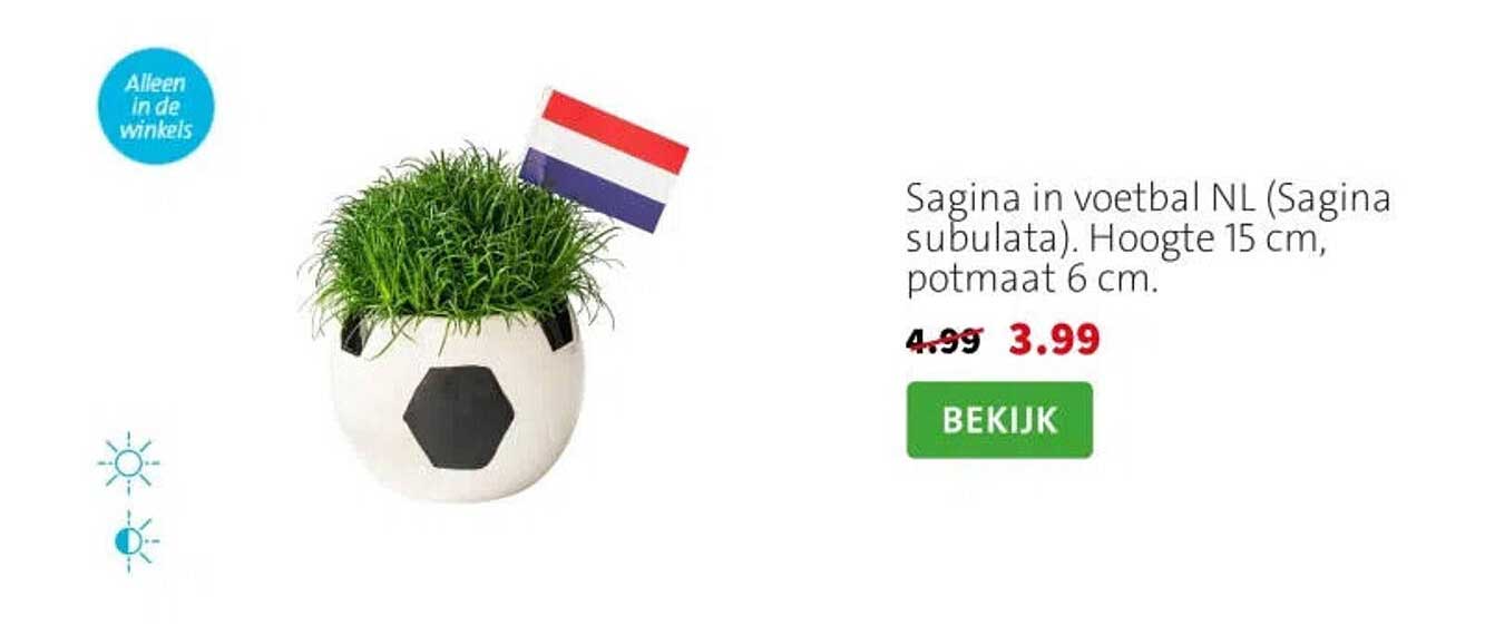 Sagina in voetbal NL (Sagina subulata). Hoogte 15 cm, potmaat 6 cm.