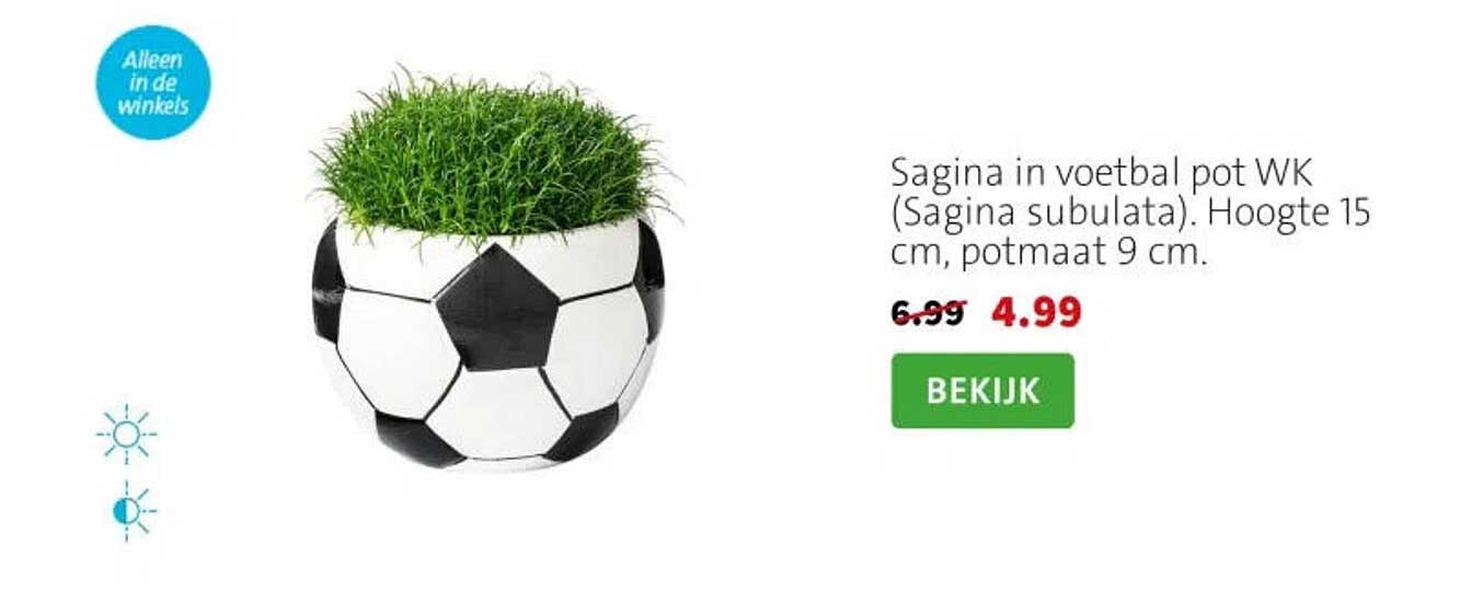 Sagina in voetbal pot WK (Sagina subulata). Hoogte 15 cm, potmaat 9 cm.