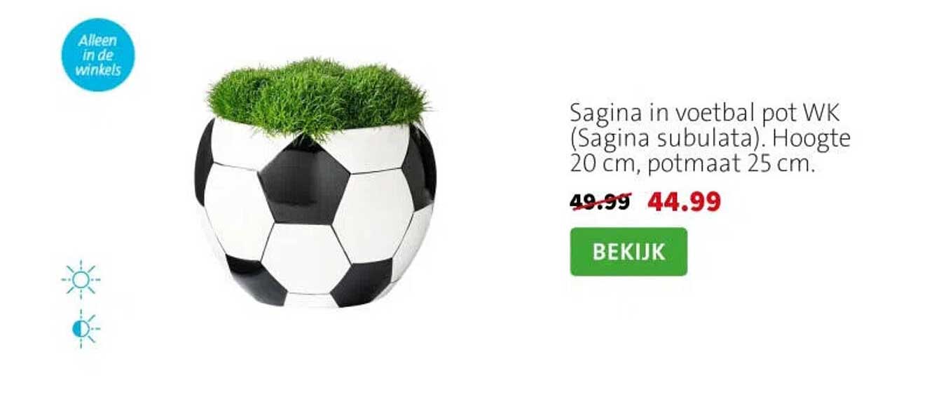 Sagina in voetbal pot WK (Sagina subulata). Hoogte 20 cm, potmaat 25 cm.
