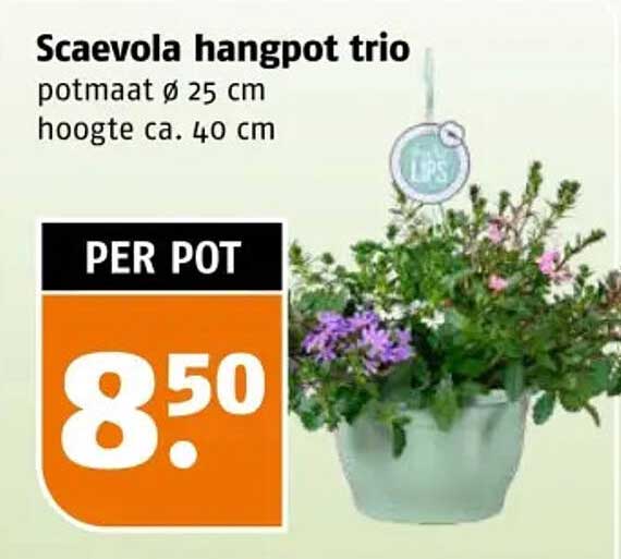 Scaevola hangpot trio
