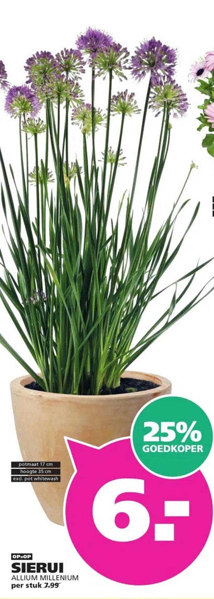SIERUI ALLIUM MILLENIUM 25% GOEDKOPER
