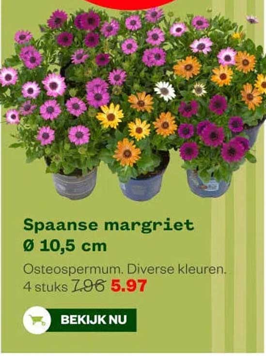Spaanse margriet Ø 10,5 cm
