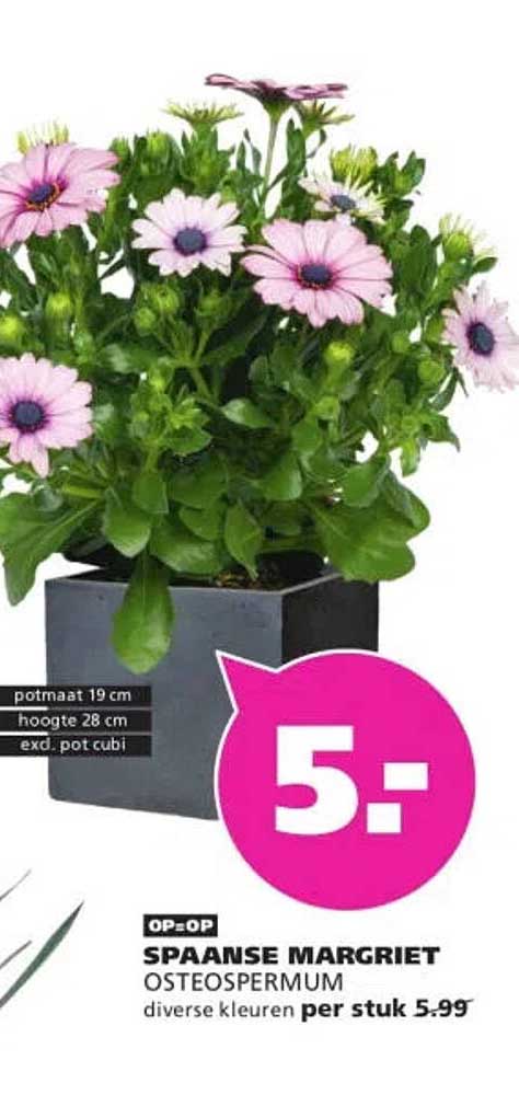 SPAANSE MARGRIET OSTEOSPERMUM diverse kleuren per stuk