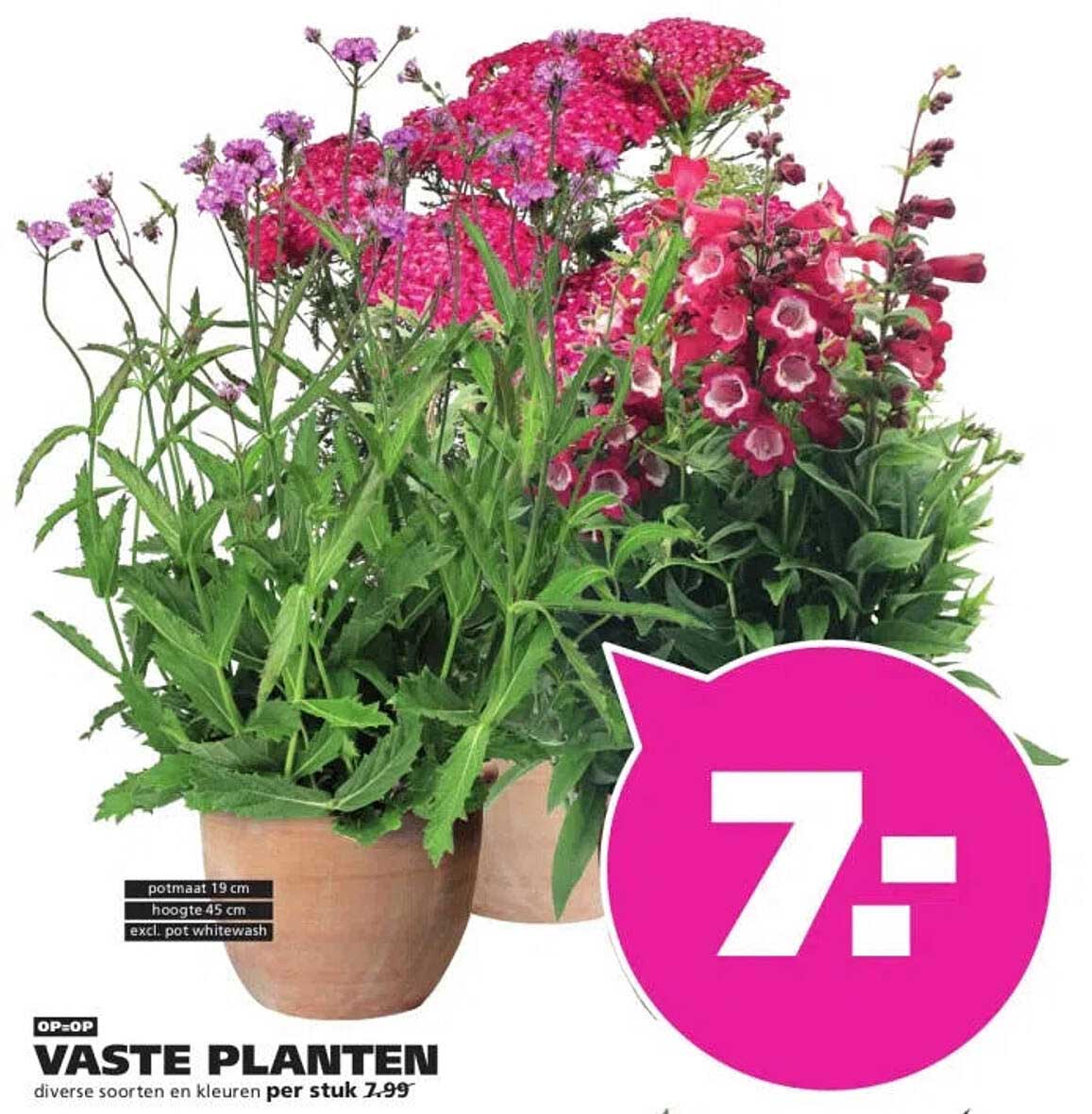VASTE PLANTEN