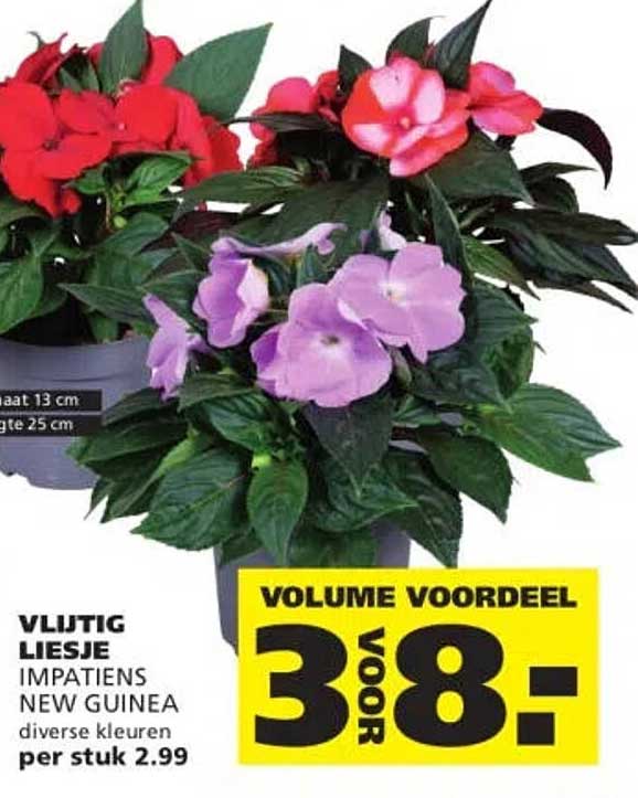 VLIJTIG LIESJE IMPATIENS NEW GUINEA diverse kleuren per stuk 2.99 VOLUME VOORDEEL 3 voor 8.-