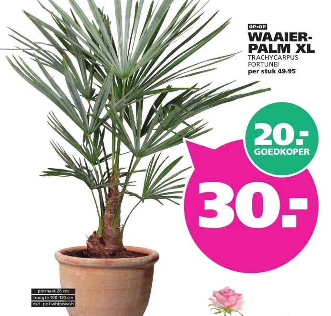 WAAIER-PALM XL TRACHYCARPUS FORTUNEI per stuk 49.95