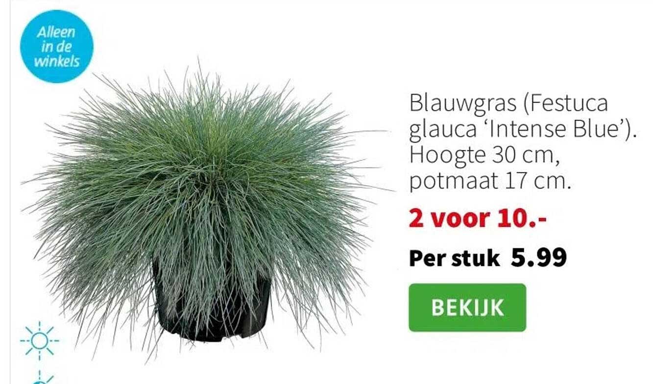 Blauwgras (Festuca glauca 'Intense Blue'). Hoogte 30 cm, potmaat 17 cm.