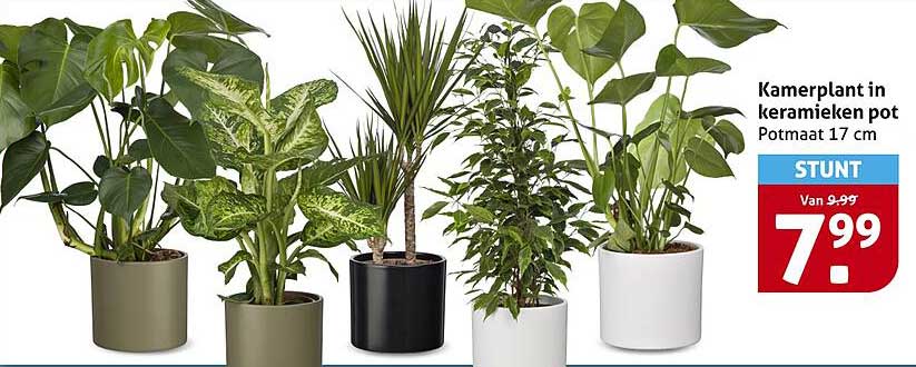 Kamerplant in keramieken pot Potmaat 17 cm
