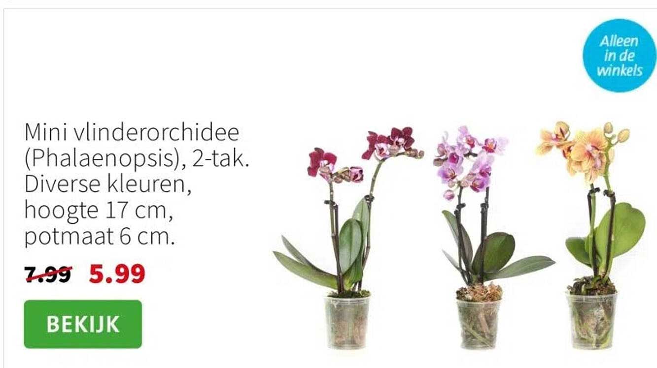 Mini vlinderorchidee (Phalaenopsis), 2-tak. Diverse kleuren, hoogte 17 cm, potmaat 6 cm.