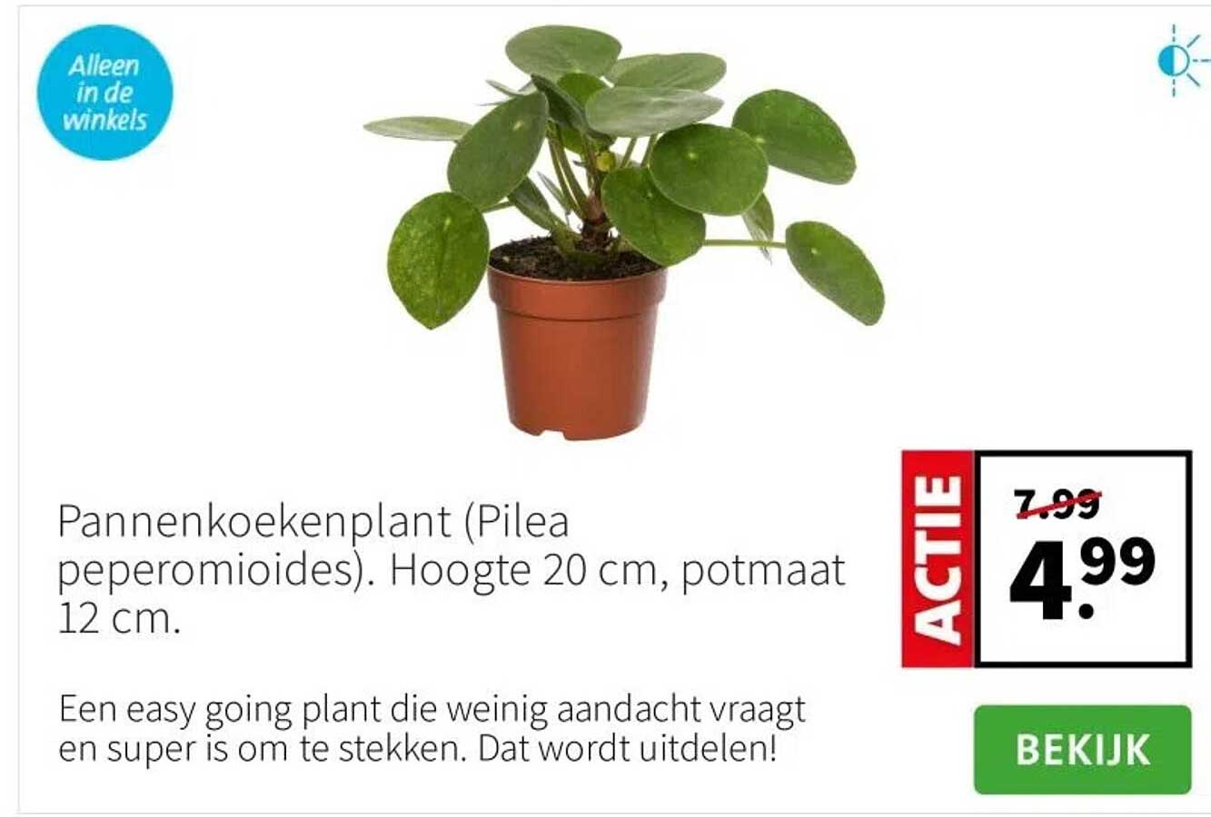 Pannenkoekenplant (Pilea peperomioides). Hoogte 20 cm, potmaat 12 cm.