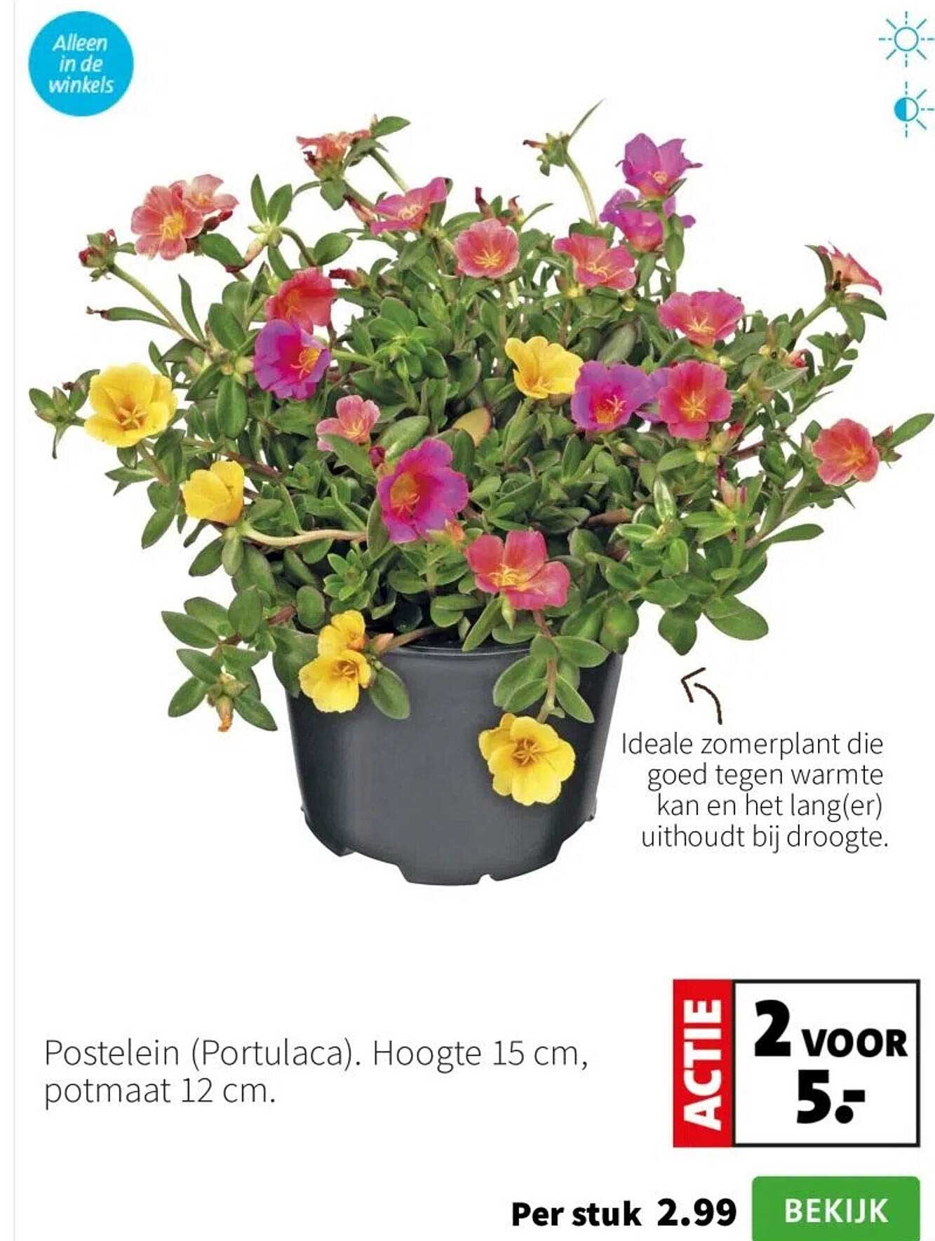 Postelein (Portulaca). Hoogte 15 cm, potmaat 12 cm.