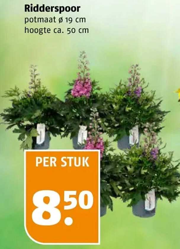Ridderspoor
