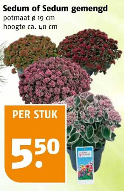 Sedum of Sedum gemengd