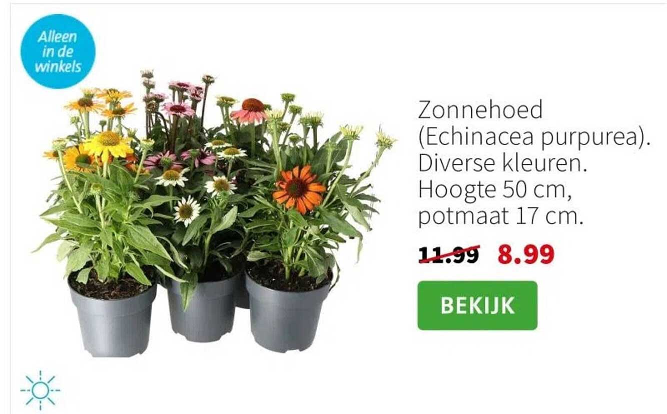 Zonnehoed (Echinacea purpurea). Diverse kleuren.
