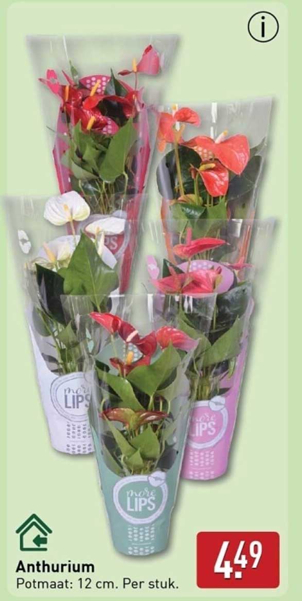 Anthurium