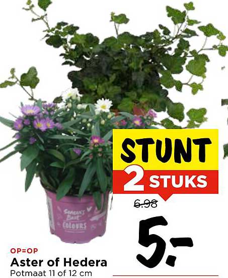 Aster of Hedera