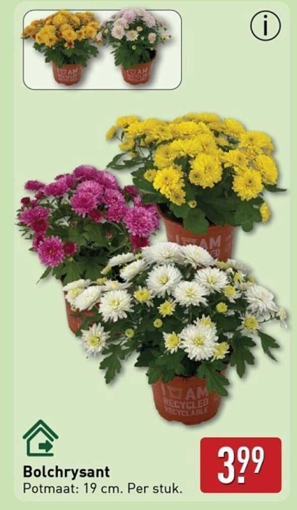 Bolchrysant