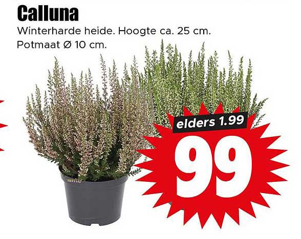 Calluna