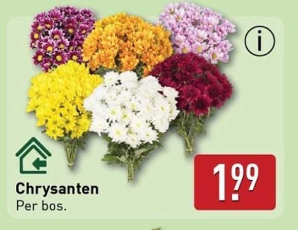 Chrysanten Per bos.