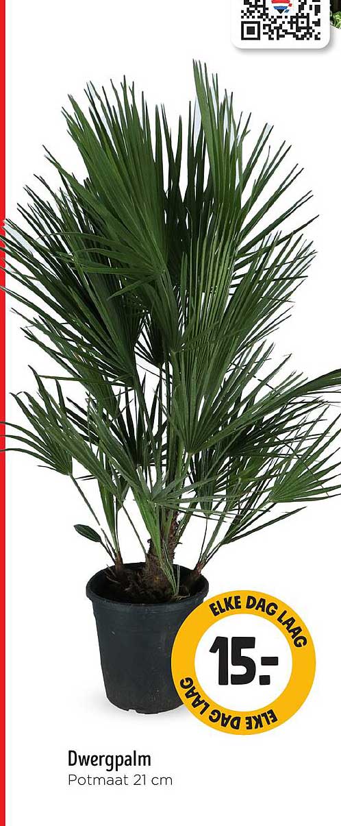 Dwergpalm Potmaat 21 cm