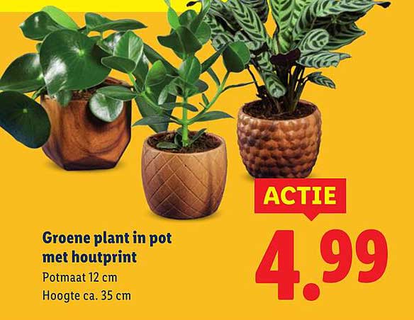 Groene plant in pot met houtprint