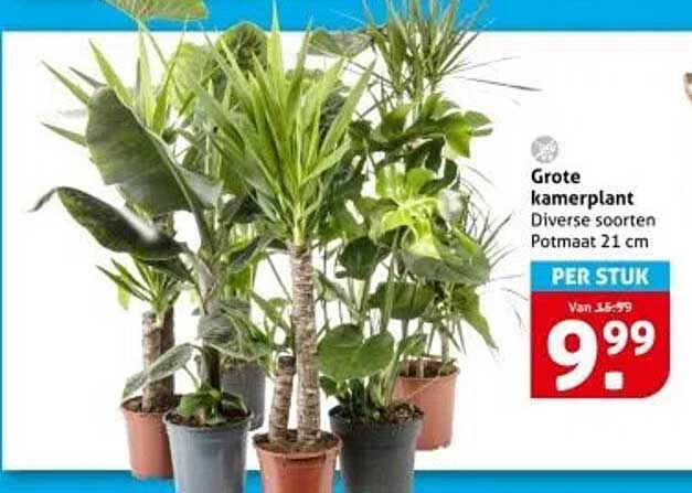 Grote kamerplant