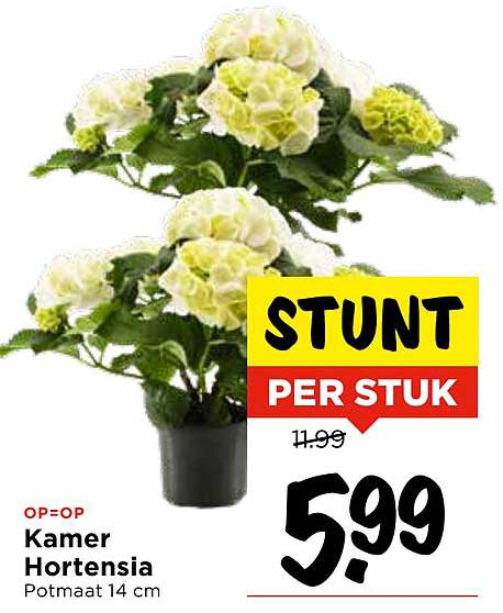 Kamer Hortensia Potmaat 14 cm