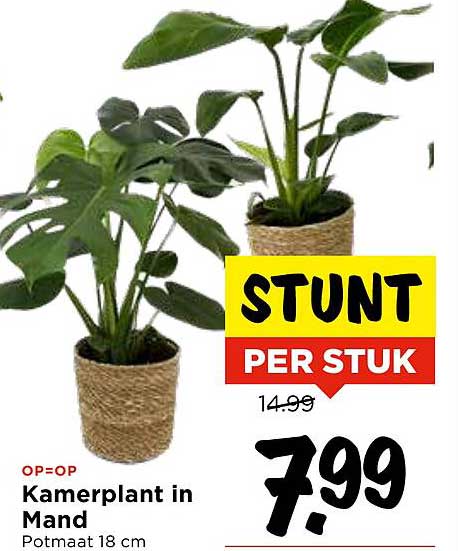 Kamerplant in Mand