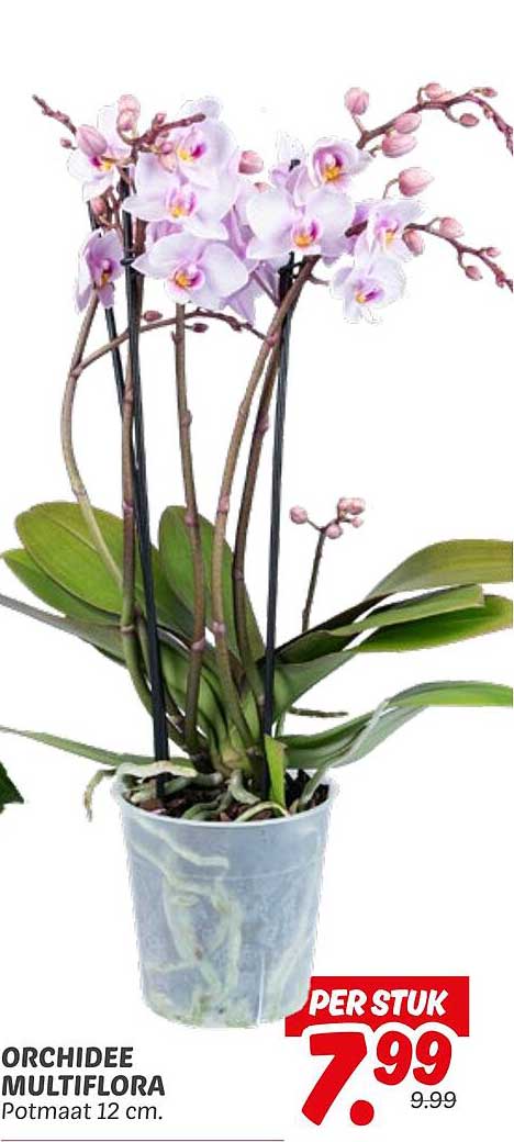 ORCHIDEE MULTIFLORA Potmaat 12 cm.