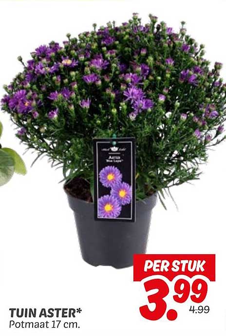 Tuin Aster* Potmaat 17 cm.